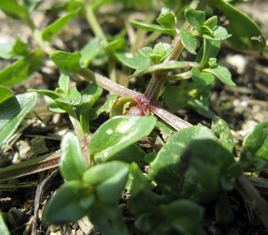 Lysimachia (=Anagallis) arvensis